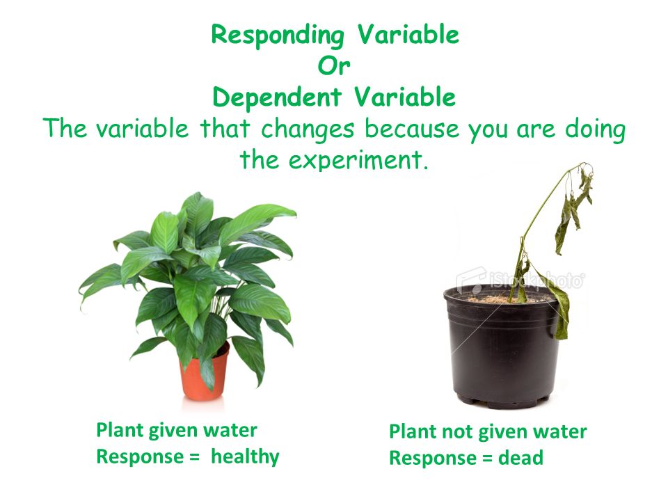 Responding Variable Or Dependent Variable The variable that changes because you are doing the experiment.