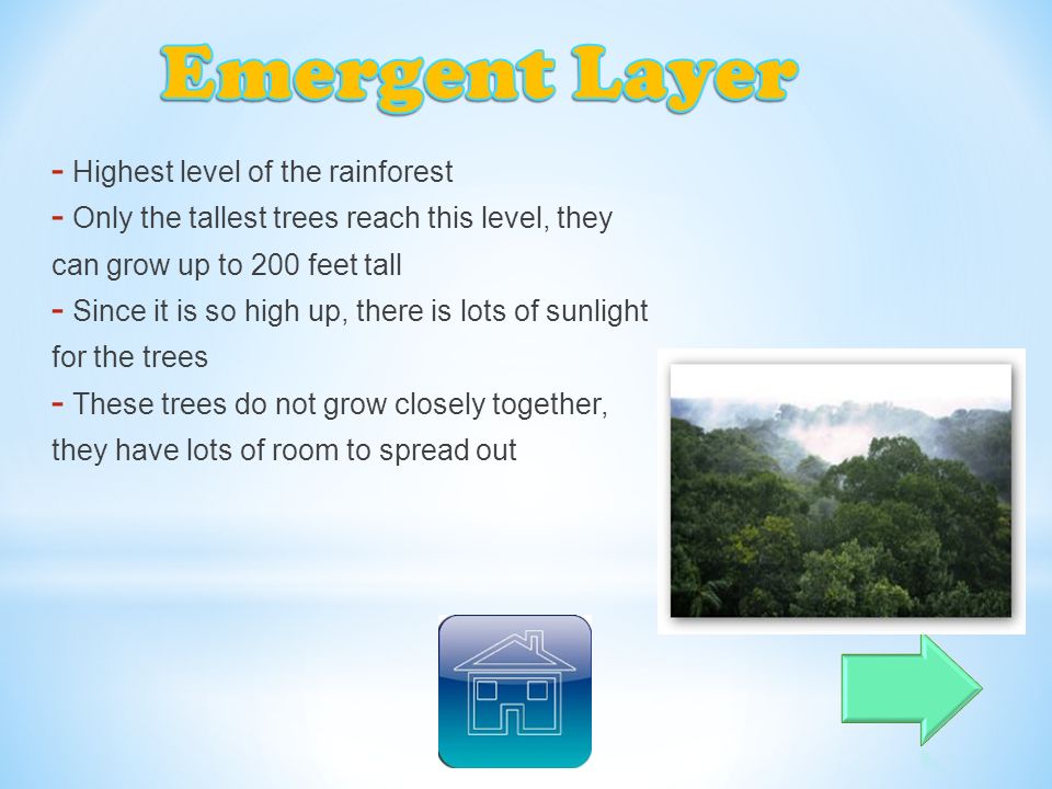 Click The Arrow To Begin Welcome Tropical Rainforest Im Click The Arrow To Begin Welcome Tropical Rainforest Im
