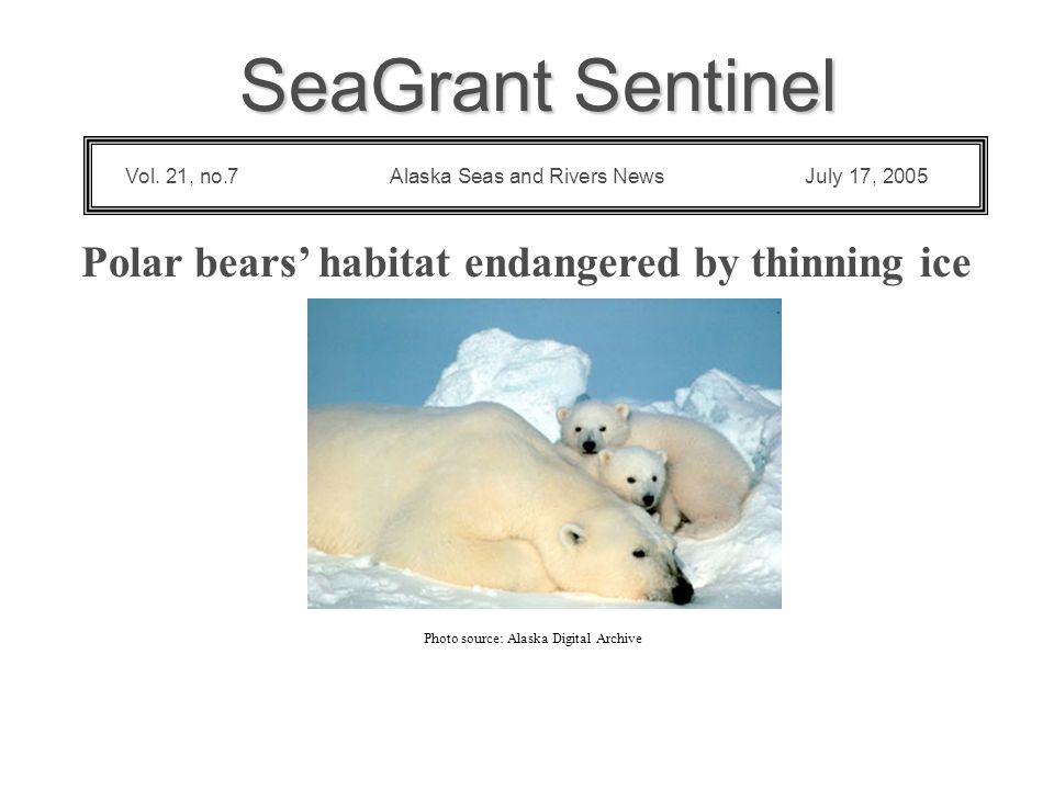 Polar bears’ habitat endangered by thinning ice Photo source: Alaska Digital Archive SeaGrant Sentinel Alaska Seas and Rivers News July 17, 2005Vol.