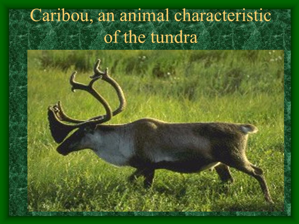 Caribou, an animal characteristic of the tundra