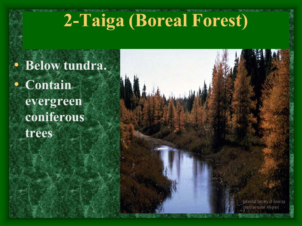 2-Taiga (Boreal Forest) Below tundra. Contain evergreen coniferous trees