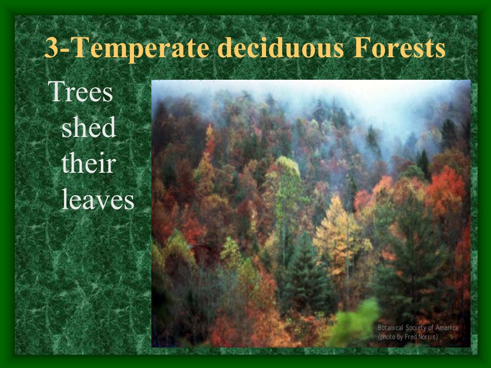 3-Temperate deciduous Forests Trees shed their leaves