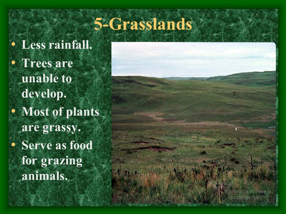 5-Grasslands Less rainfall. Trees are unable to develop.