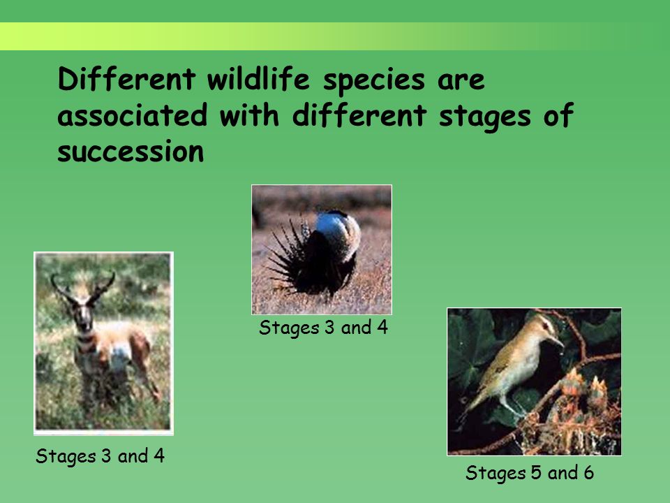 PLANT SUCCESSION AND ITS EFFECTS ON WILDLIFE. “Nature doesn't stand still.”  - ppt download