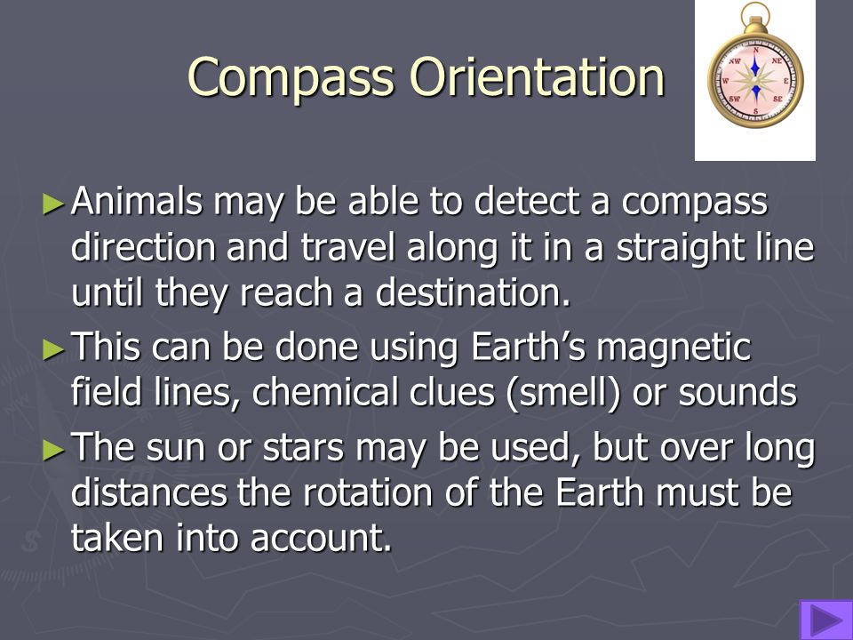 Navigation ▻T▻T▻T▻Three types of orientation are used by animals in  navigation PPPPiloting (landmarks) CCCCompass orientation  TTTTrue navigation. - ppt download