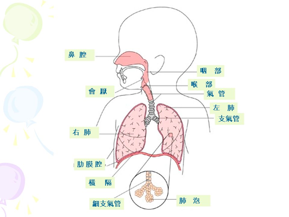 感冒 普通感冒 流感 禽流感 三軍總醫院胸腔內科 鼻腔咽部喉部氣管左肺支氣管會厭右肺肋膜腔肋膜腔橫隔細支氣管肺泡