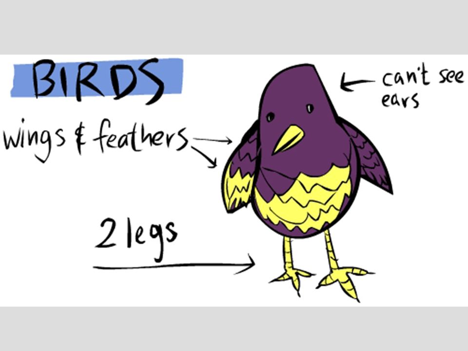 Bird Characteristics Chart