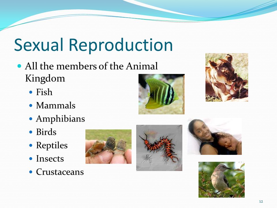 What Is An Organism Sexually