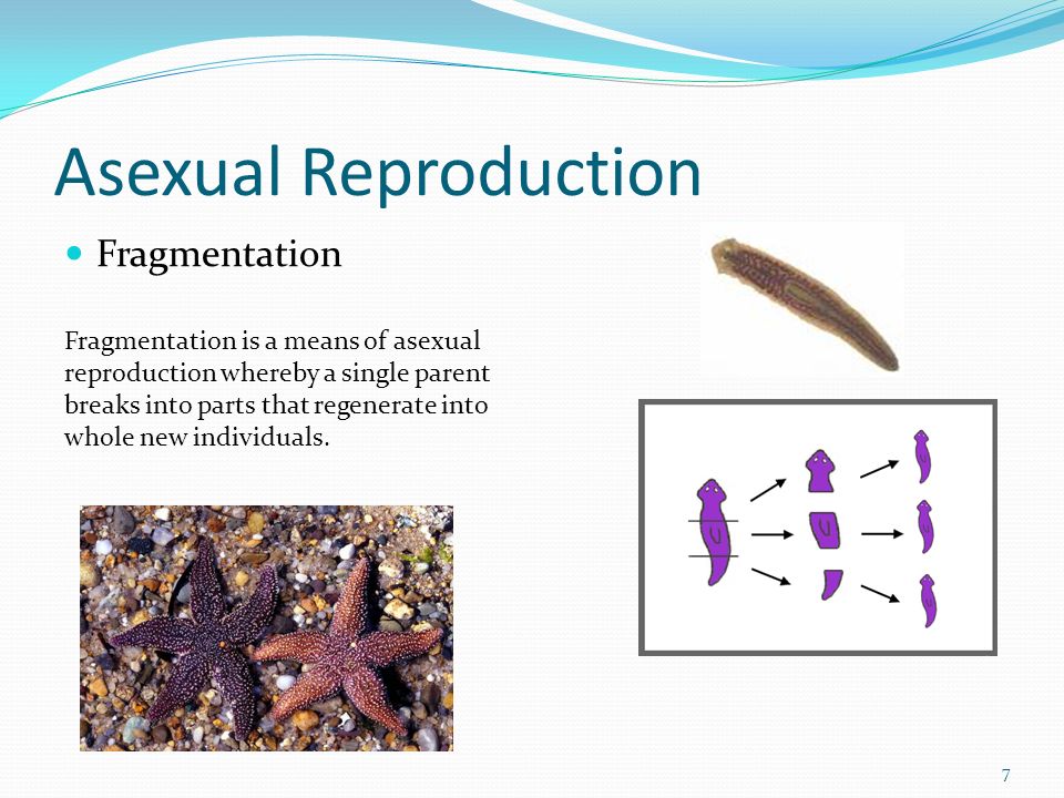 fragmentation asexual reproduction