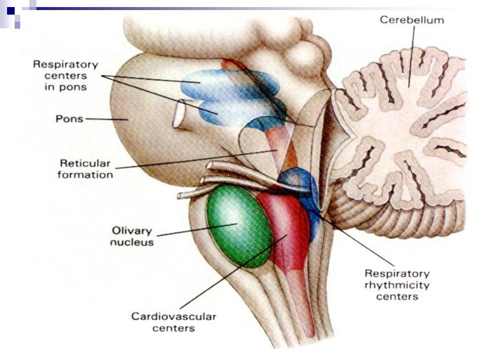 Сосудистый центр продолговатого мозга. Сосудодвигательный центр продолговатого мозга. Ретикулярная формация сосудодвигательный дыхательный. Дыхательный и сосудодвигательный центры расположены в. Парабрахиальное ядро ствола мозга.