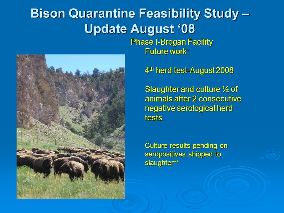 Bison Quarantine Feasibility Study – Update August ‘08 Phase I-Brogan Facility Future work: 4 th herd test-August 2008 Slaughter and culture ½ of animals after 2 consecutive negative serological herd tests.