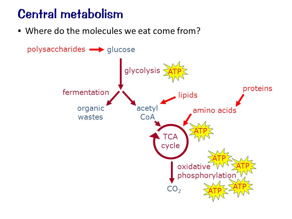Central metabolism glucose oxidative phosphorylation TCA cycle glycolysis fermentation organic wastes CO 2 ATP acetyl CoA polysaccharides lipids amino acids proteins  Where do the molecules we eat come from