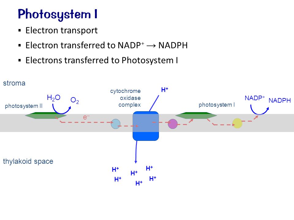  Electron transport  Electron transferred to NADP + → NADPH  Electrons transferred to Photosystem I Photosystem I stroma thylakoid space H2OH2O O2O2 H+H+ H+H+ e–e– H+H+ H+H+ H+H+ H+H+ H+H+ cytochrome oxidase complex photosystem II photosystem I NADP + NADPH