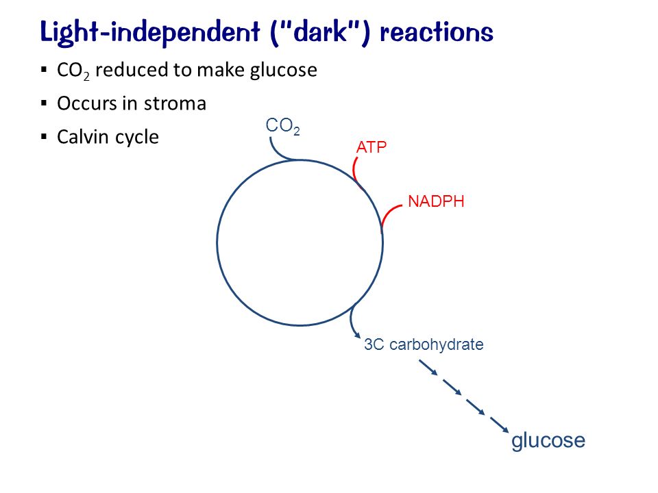 Light-independent ( dark ) reactions  CO 2 reduced to make glucose  Occurs in stroma  Calvin cycle CO 2 glucose ATP NADPH 3C carbohydrate