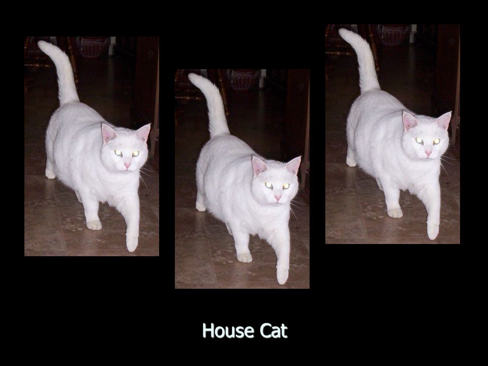 House Cat