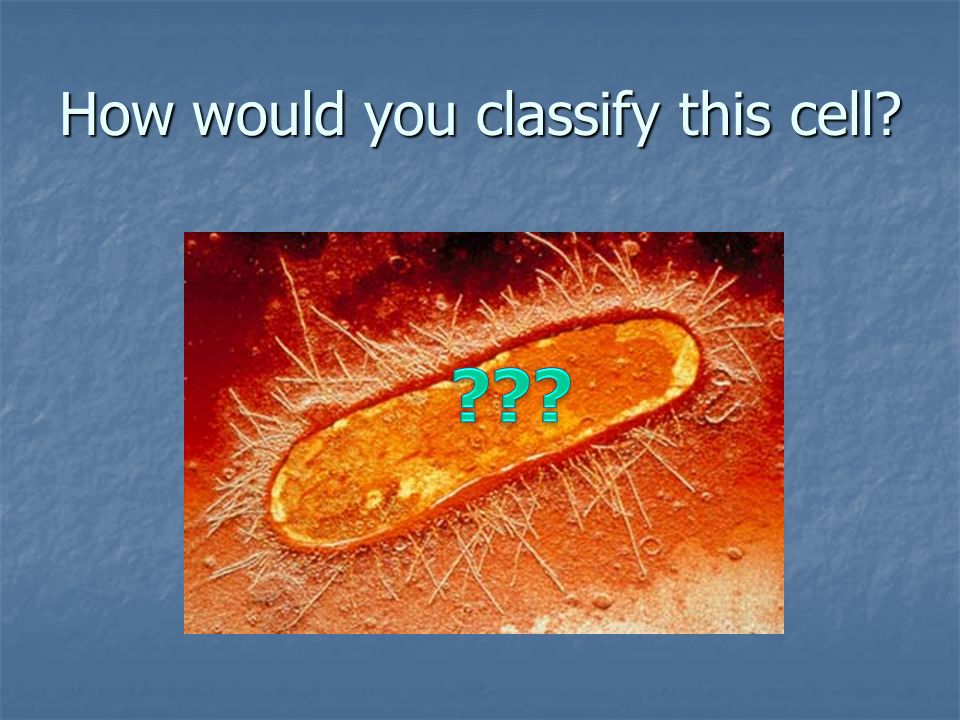 How would you classify this cell