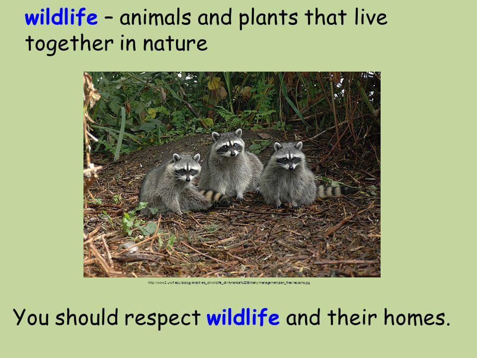 wildlife – animals and plants that live together in nature You should respect wildlife and their homes.