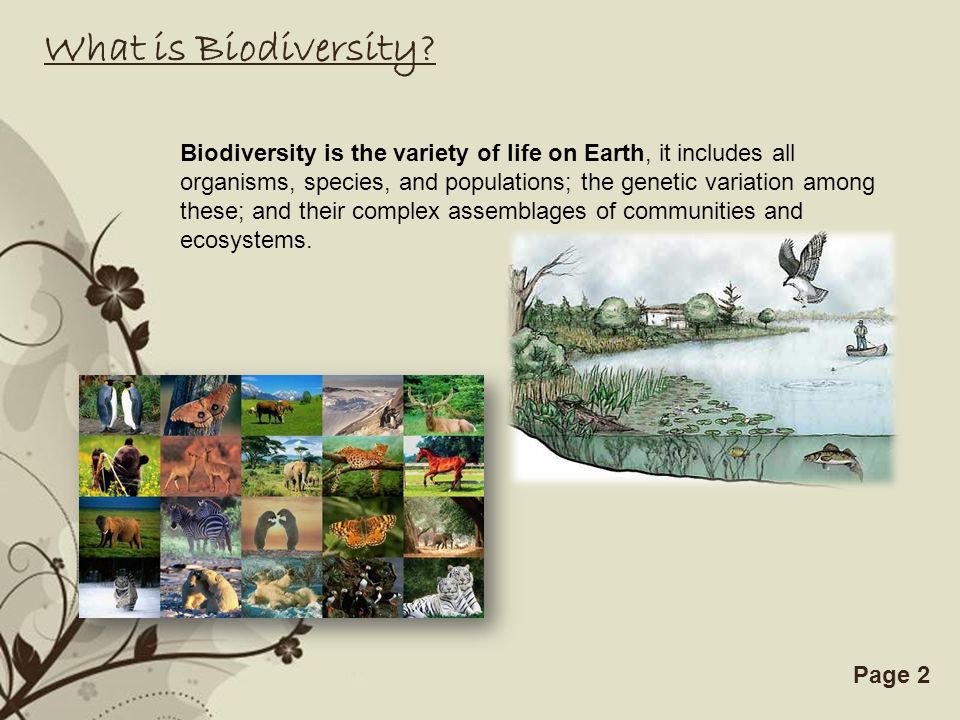 Free Powerpoint Templatespage 1free Powerpoint Templates The Loss Of Biodiversity What Are The Most Common Causes Of Biodiversity Loss Tabassum Kazi May Ppt Download