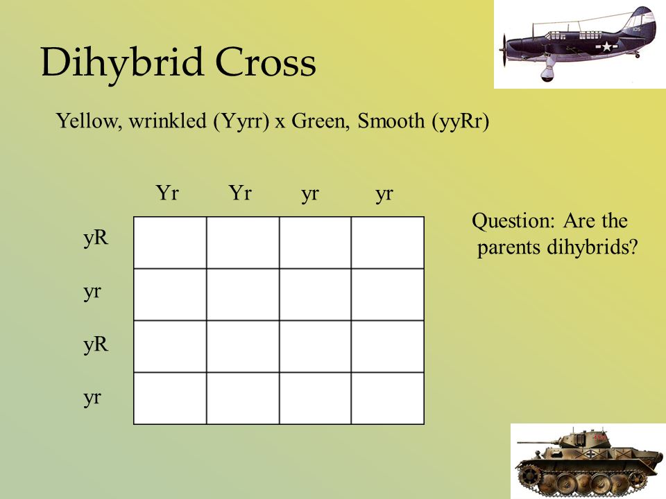 Dihybrid Cross Yellow, wrinkled (Yyrr) x Green, Smooth (yyRr) Yr Yr yr yr yR yr yR yr Question: Are the parents dihybrids
