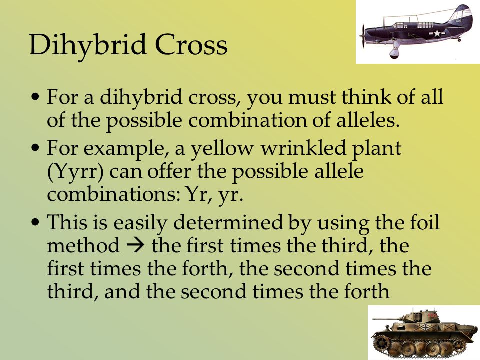 Dihybrid Cross For a dihybrid cross, you must think of all of the possible combination of alleles.