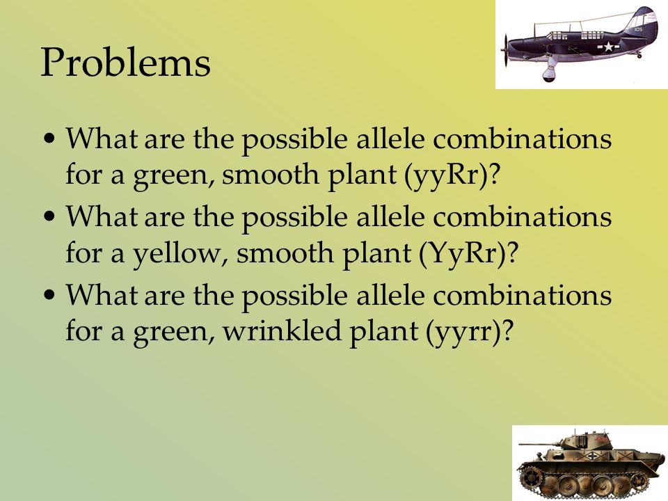 Problems What are the possible allele combinations for a green, smooth plant (yyRr).