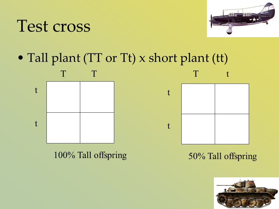 Test cross Tall plant (TT or Tt) x short plant (tt) tttt tttt T T t 100% Tall offspring 50% Tall offspring