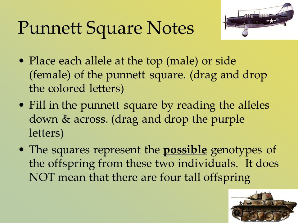 Punnett Square Notes Place each allele at the top (male) or side (female) of the punnett square.