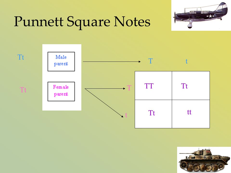 Punnett Square Notes Tt T t TTTt tt