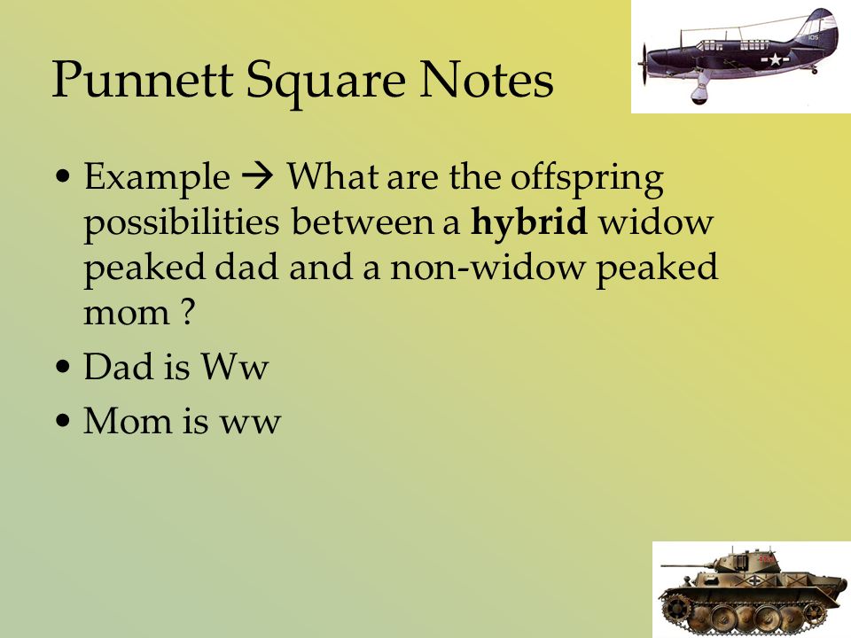 Punnett Square Notes Example  What are the offspring possibilities between a hybrid widow peaked dad and a non-widow peaked mom .