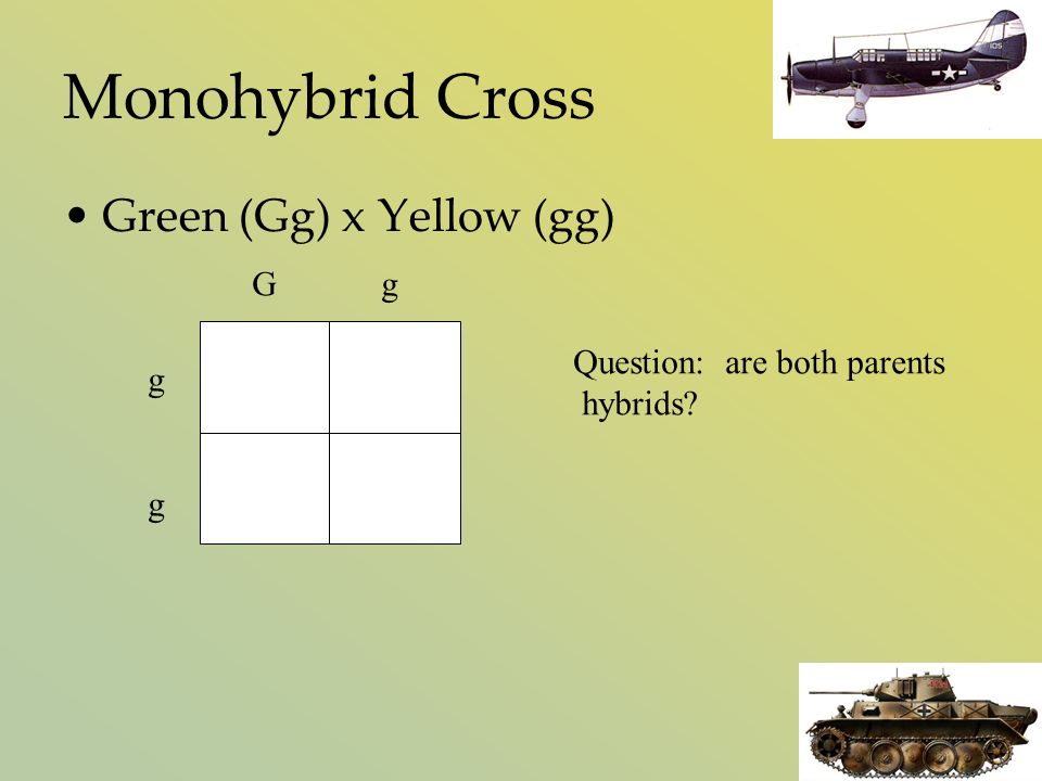 Monohybrid Cross Green (Gg) x Yellow (gg) G g gggg Question: are both parents hybrids