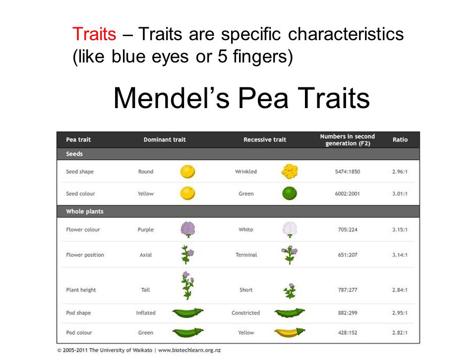 Mendel’s Pea Traits Traits – Traits are specific characteristics (like blue eyes or 5 fingers)