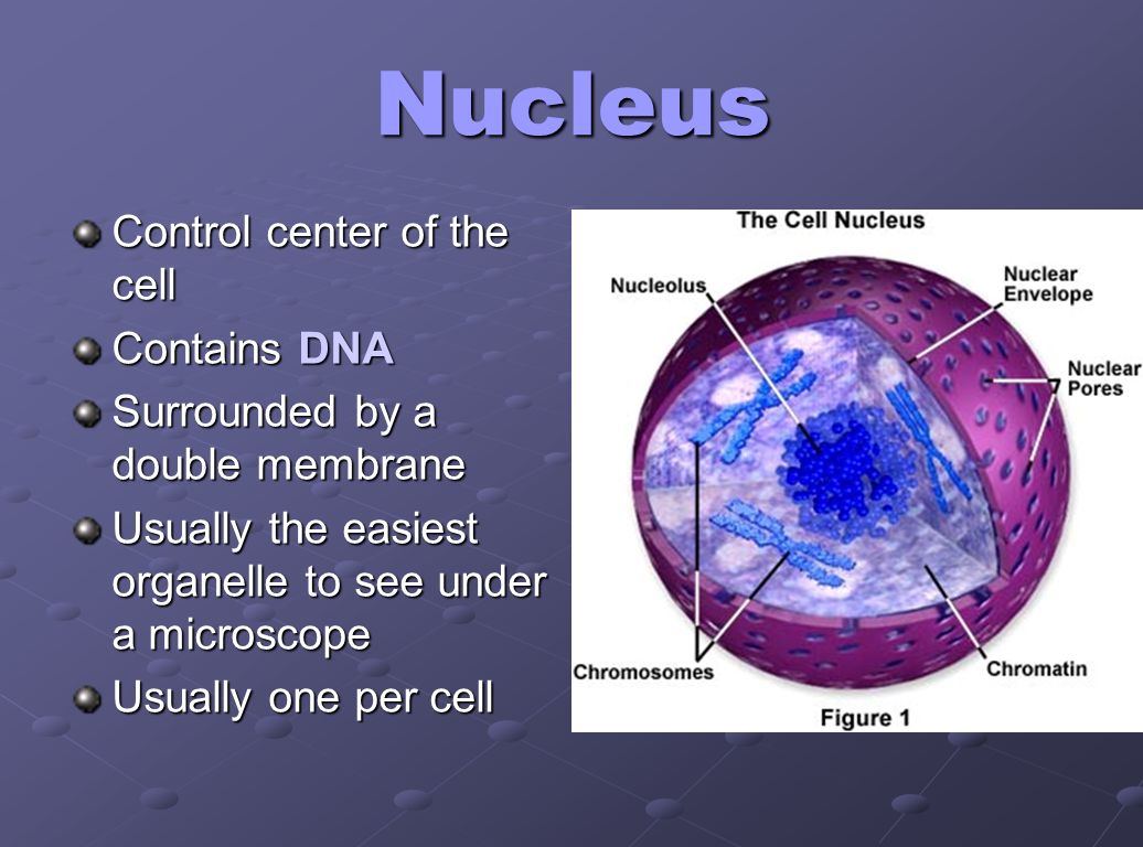 Nucleus Control center of the cell Contains DNA Surrounded by a double membrane Usually the easiest organelle to see under a microscope Usually one per cell