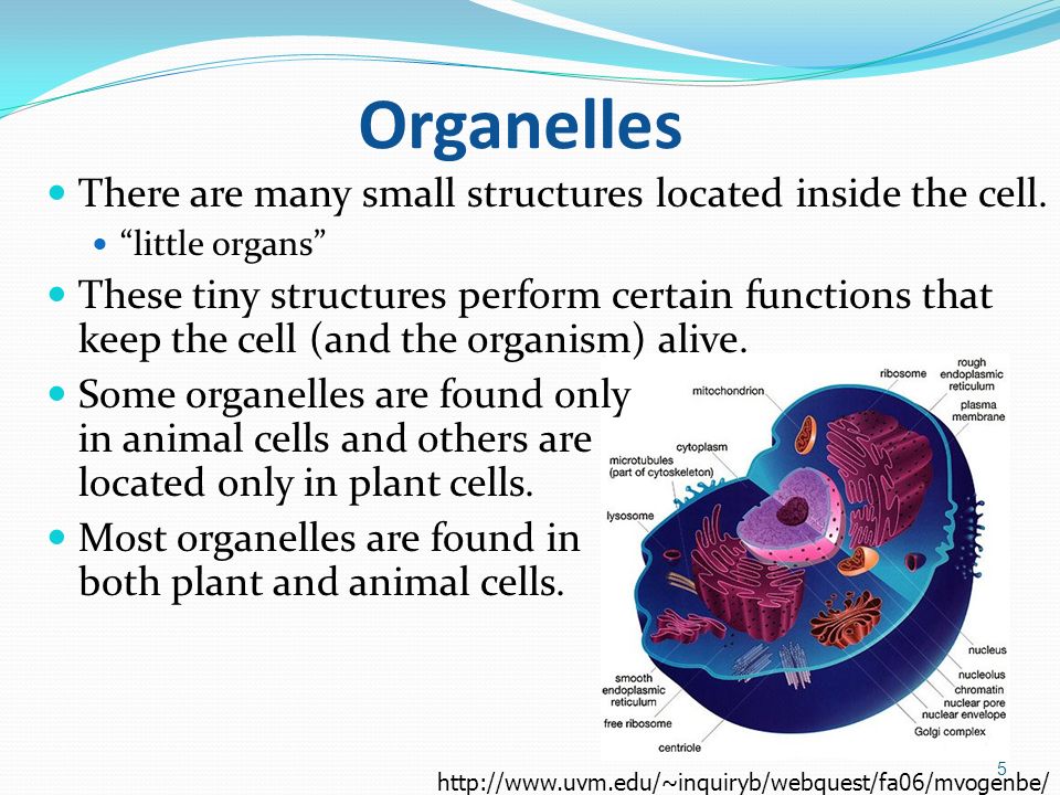 Lisa Michalek 1 The Cell Theory 1 The Cell Is The Basic Unit Of Structure Of All Living Things The Smallest Living Things Are One Celled Or Unicellular Ppt Download