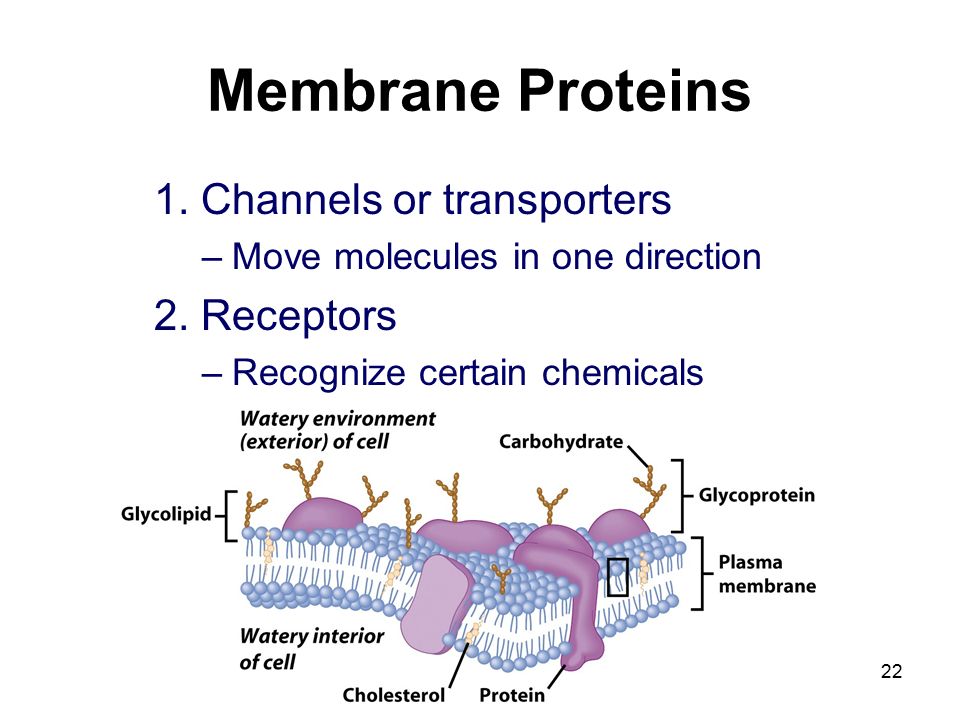 Membrane Proteins 1. Channels or transporters –Move molecules in one direction 2.