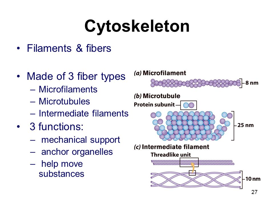 Cytoskeleton Filaments & fibers Made of 3 fiber types –Microfilaments –Microtubules –Intermediate filaments 3 functions: – mechanical support – anchor organelles – help move substances 27