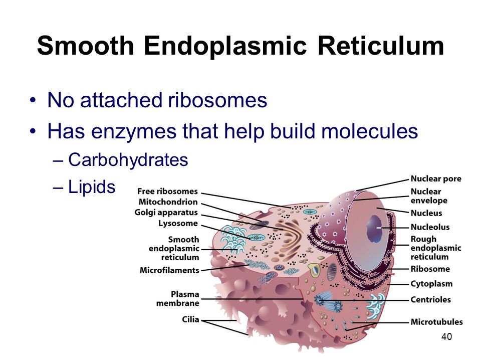 Smooth Endoplasmic Reticulum No attached ribosomes Has enzymes that help build molecules –Carbohydrates –Lipids 40