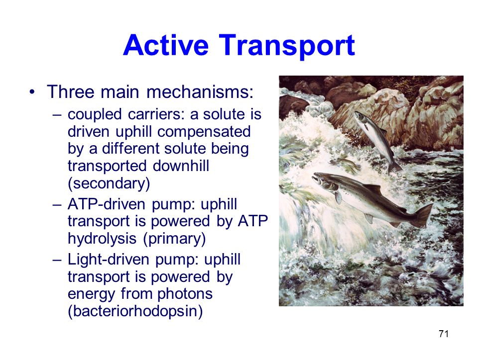 Three main mechanisms: –coupled carriers: a solute is driven uphill compensated by a different solute being transported downhill (secondary) –ATP-driven pump: uphill transport is powered by ATP hydrolysis (primary) –Light-driven pump: uphill transport is powered by energy from photons (bacteriorhodopsin) Active Transport 71