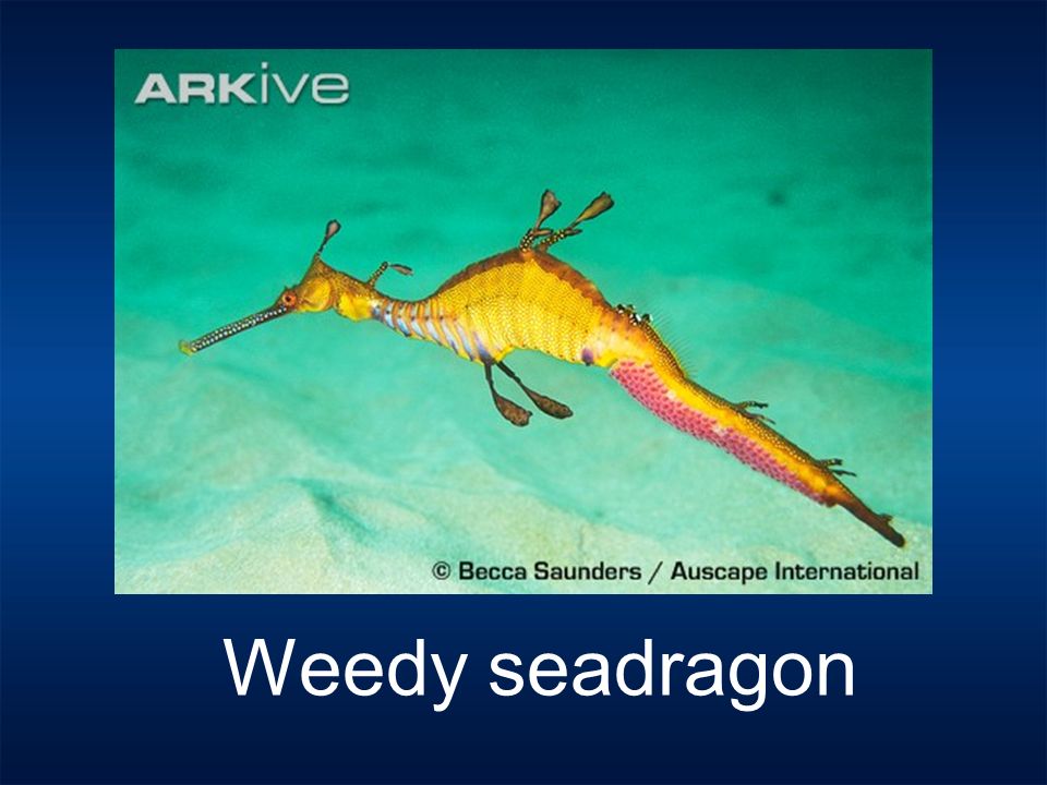 Weedy seadragon