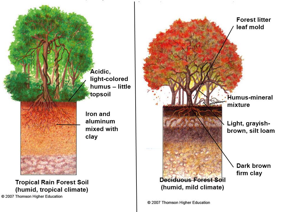 Типы почв характерны для смешанных лесов. Почва смешанного леса. Пова смешанных и широколиственных лесов.