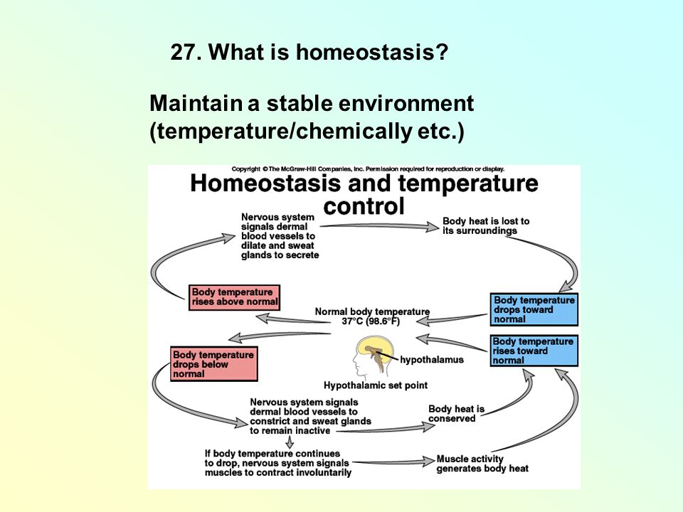 27. What is homeostasis Maintain a stable environment (temperature/chemically etc.)