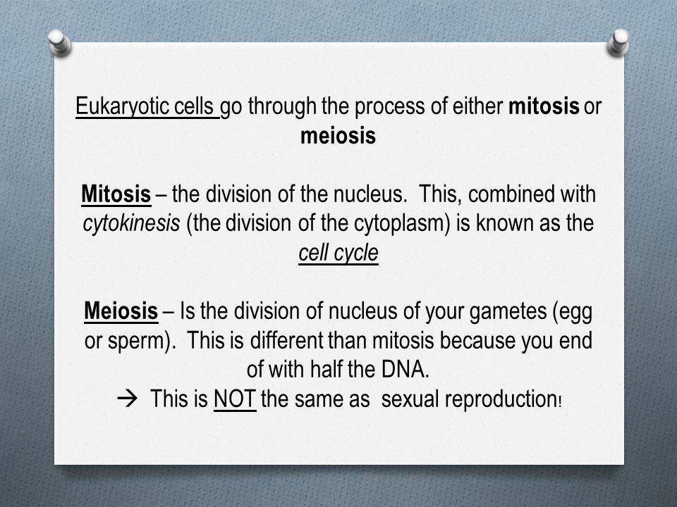 Eukaryotic cells go through the process of either mitosis or meiosis Mitosis – the division of the nucleus.