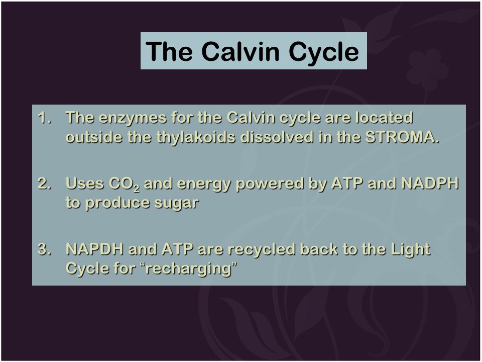 1.The enzymes for the Calvin cycle are located outside the thylakoids dissolved in the STROMA.