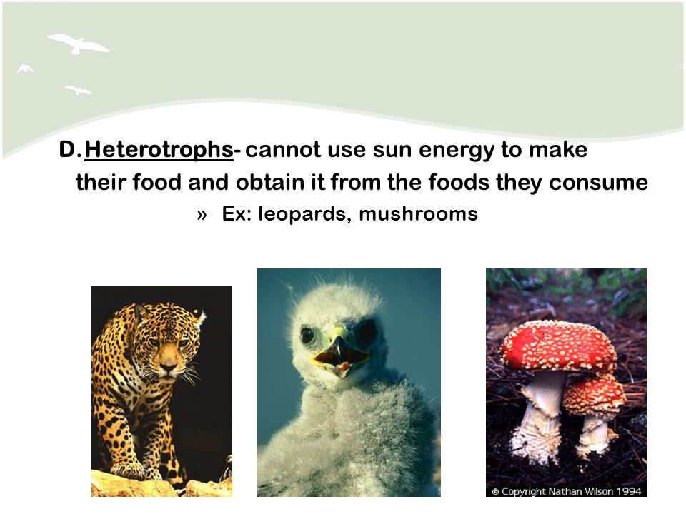D.Heterotrophs- cannot use sun energy to make their food and obtain it from the foods they consume »Ex: leopards, mushrooms