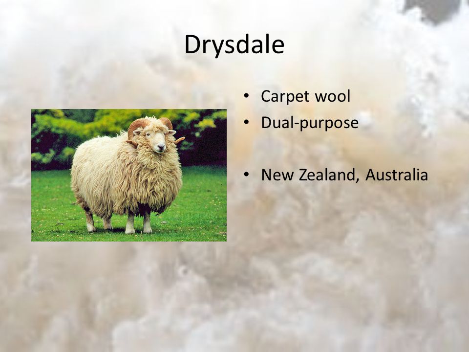 Drysdale Carpet wool Dual-purpose New Zealand, Australia
