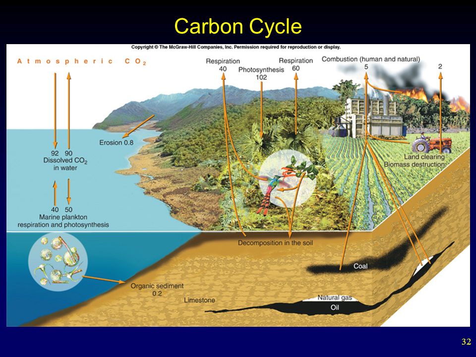 32 Carbon Cycle