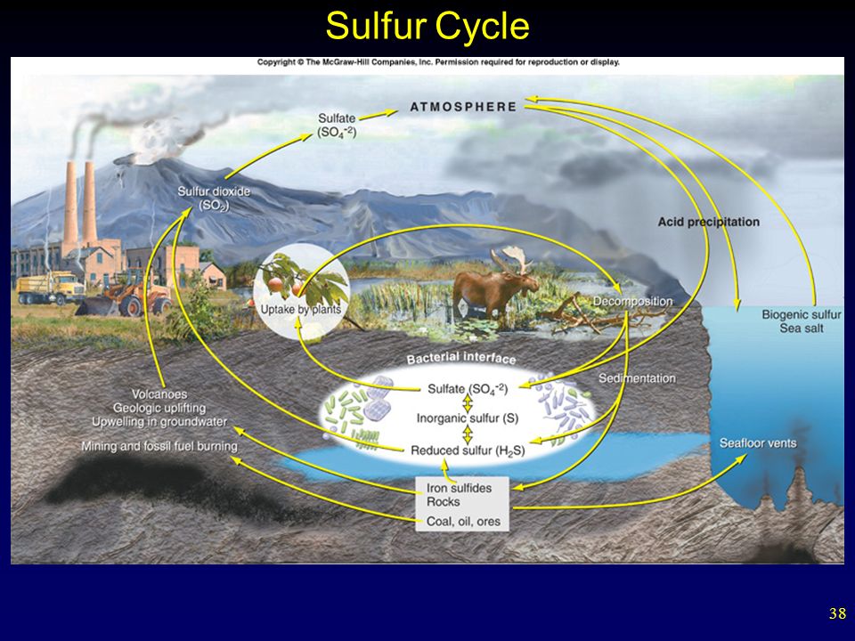 38 Sulfur Cycle