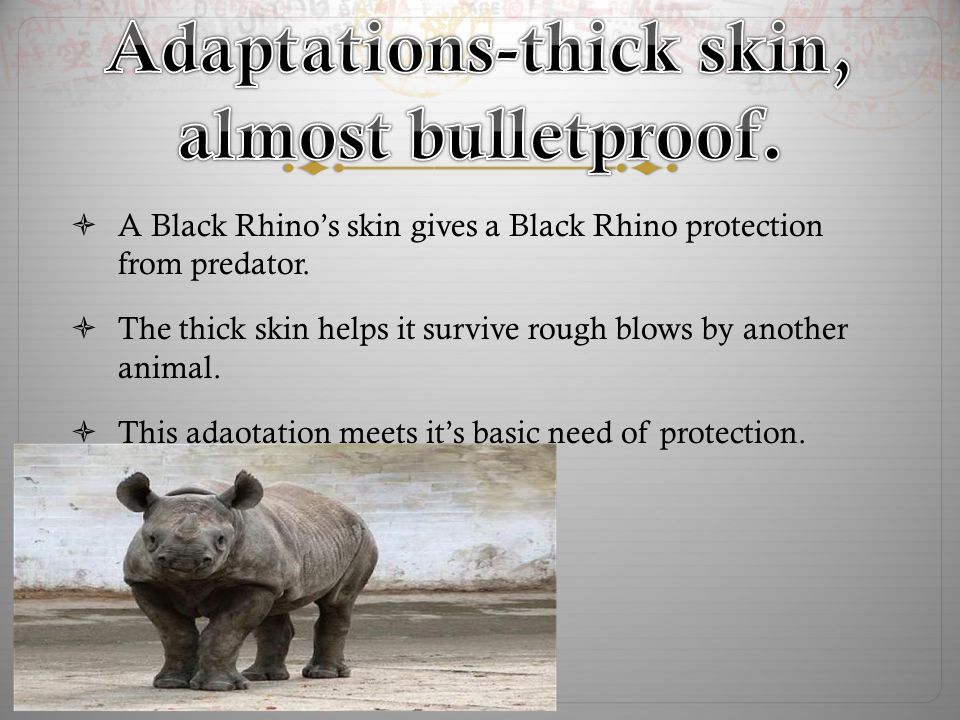 Thick skin like a rock  Wrinkled skin  Big weird ears  Most important  it's BIG two gray horns, one on their nose the other one is right behind  it. - ppt download