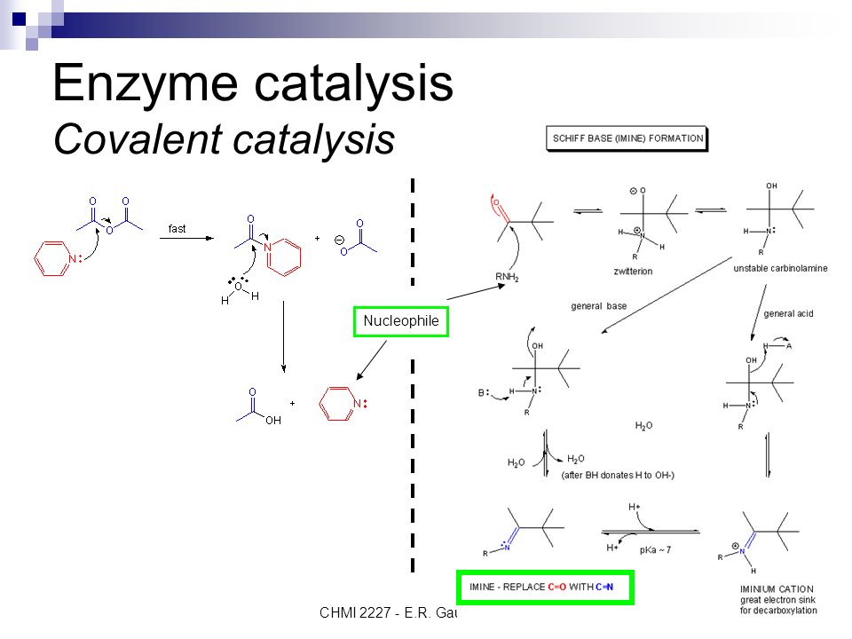 acid base enzyme catalysis