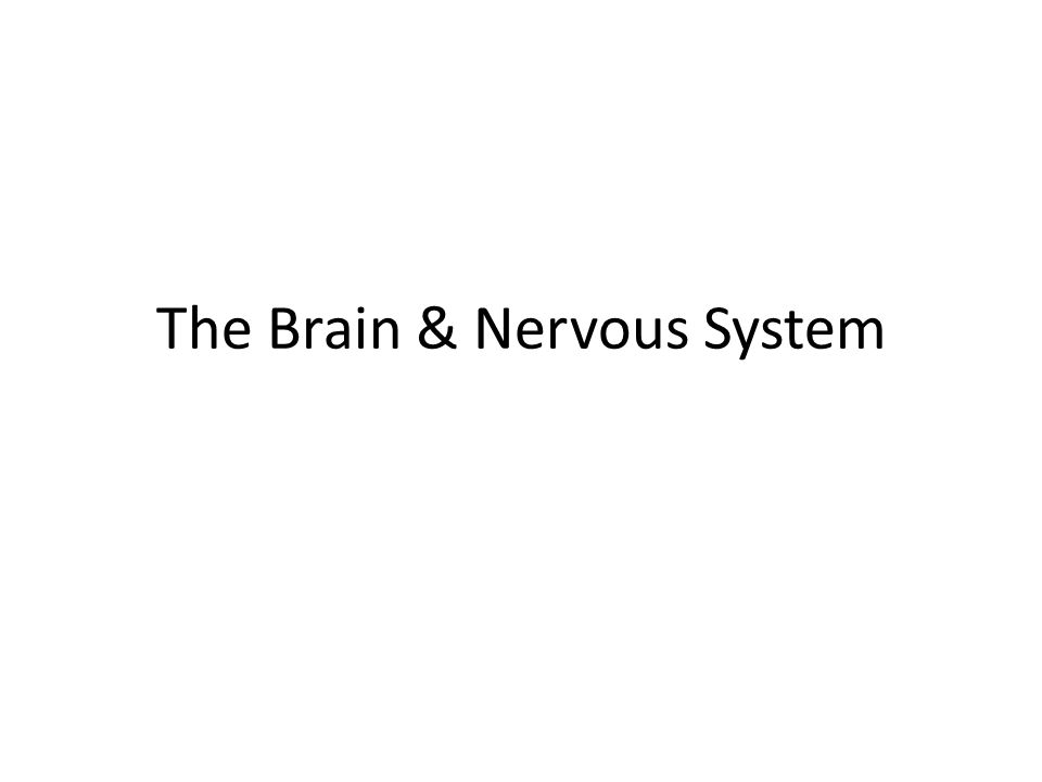 The Brain Nervous System History Known To Relate To Thought And