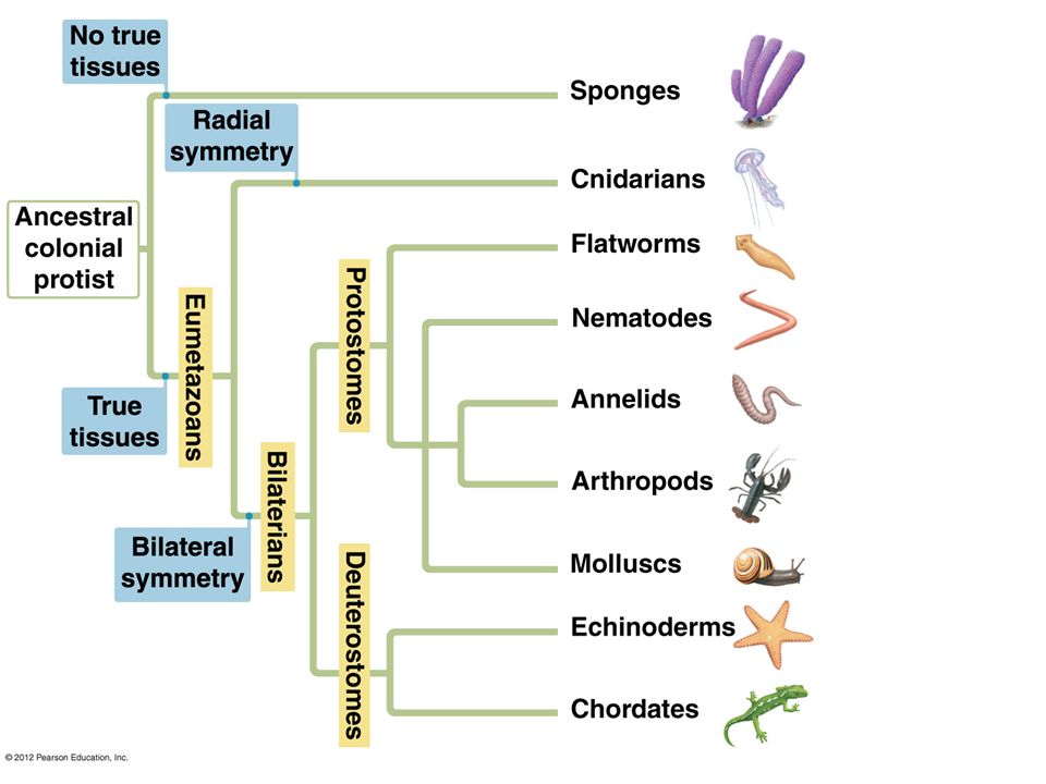Cnidaria porifera platyhelminthes, Porifera, cnidaria és platyhelminthes